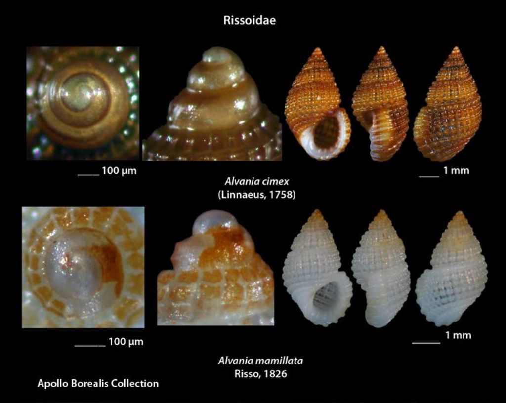 alvania mamillata e...